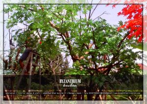 Pohon-plastik-maple-hijau-300x212 Pohon plastik maple hijau